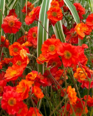 Kellukka Scarlet Tempest 3 kpl