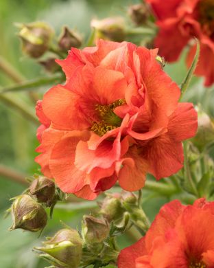 Kellukka Scarlet Tempest 3 kpl