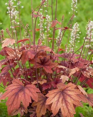 Haltiankukka Sweet Tea 3 kpl