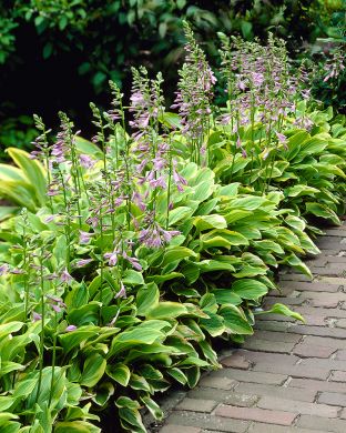 Kuunlilja Golden Tiara 3 kpl