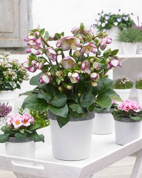 Jouluruusu Glenda´s Gloss