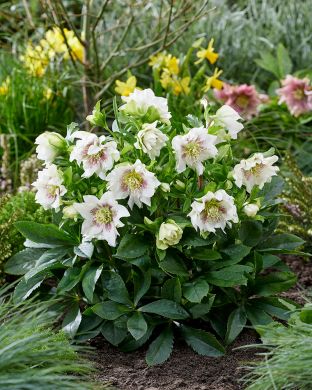 Jouluruusu Spotted White