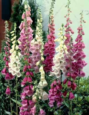 Kellosormustinkukka mix 6 kpl