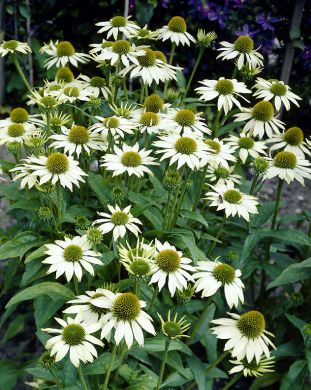 Kaunopunahattu Alba 6 kpl