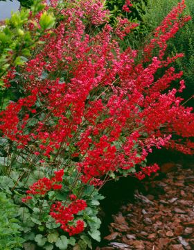 Korallikeijunkukka Leuchtkäfer 3 kpl