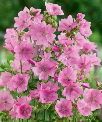 Myskimalva vaaleanpunainen 3 kpl