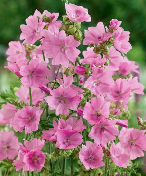 Myskimalva vaaleanpunainen 3 kpl