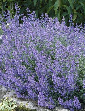 Pörriäiskeidas-perennapenkki 18 kpl