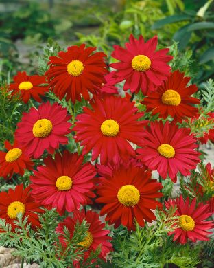 Punapäivänkakkara Robinson´s Red 6 kpl