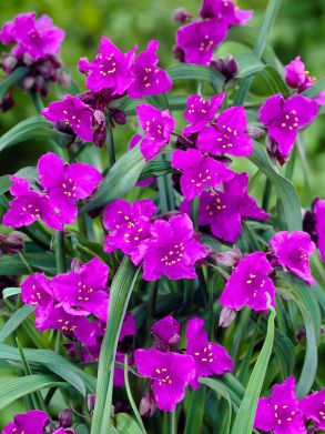 Tarhajuoru Rubra 6 kpl