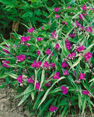 Tarhajuoru Rubra 6 kpl