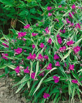 Tarhajuoru Rubra 6 kpl