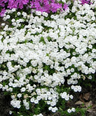 Sammalleimu White Delight 3 kpl