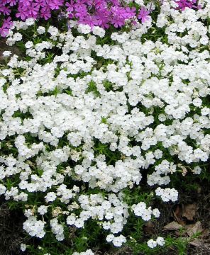 Sammalleimu White Delight 3 kpl