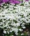 Sammalleimu White Delight 3 kpl