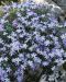 Sammalleimu Emerald Cushion Blue 3 kpl