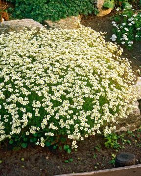 Patjarikko Schneeteppich 6 kpl