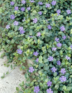 Pikkutalvio sininen 6 kpl