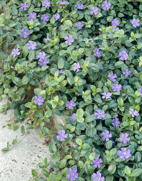 Pikkutalvio sininen 6 kpl