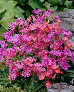 Kesälevisia mix 3 kpl