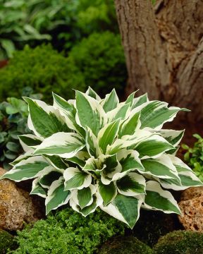 Kuunlilja Patriot 3 kpl