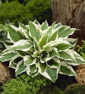 Kuunlilja mix 13 kpl