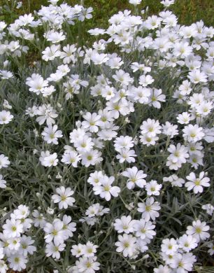 Hopeahärkki Silberteppich 6 kpl