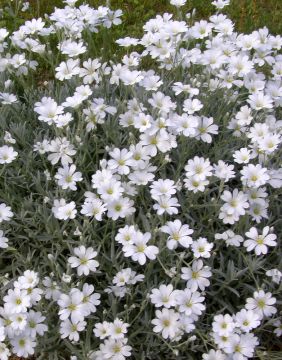 Hopeahärkki Silberteppich 6 kpl