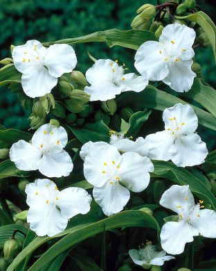 Tarhajuoru Innocence 6 kpl