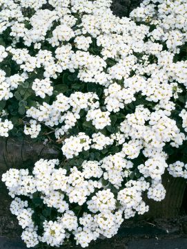 Kaukasianpitkäpalko valkoinen 6 kpl