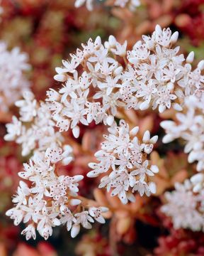 Valkomaksaruoho Coral Carpet 6 kpl