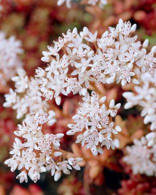 Valkomaksaruoho Coral Carpet 3 kpl