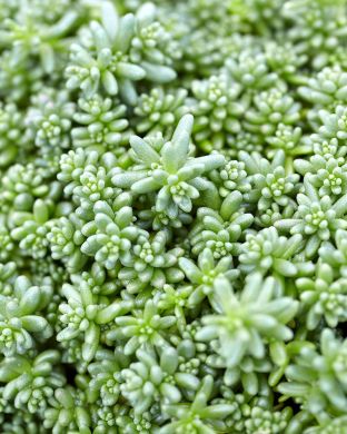 Valkomaksaruoho Coral Carpet 3 kpl