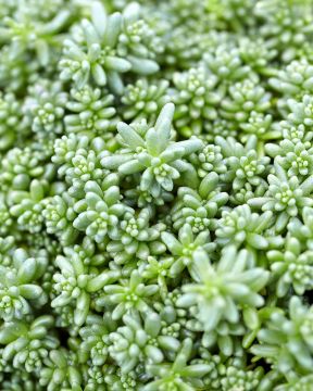 Valkomaksaruoho Coral Carpet 3 kpl