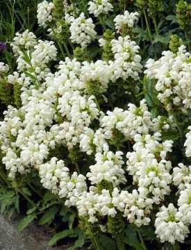 Isoniittyhumala valkoinen 6 kpl