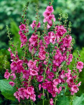 Purppuratulikukka 6 kpl