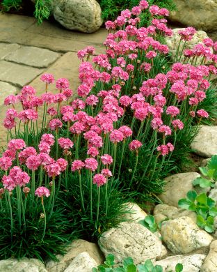 Tarhalaukkaneilikka Splendens 3 kpl