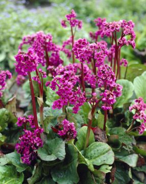 Herttavuorenkilpi 3 kpl