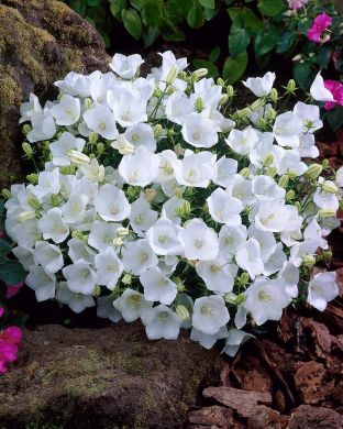 Kesähaaveita-perennapenkki 30 kpl