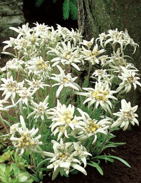 Euroopanalppitähti 6 kpl