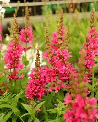 Pohjanrantakukka Robert 3 kpl