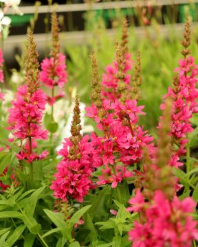 Pohjanrantakukka Robert 3 kpl