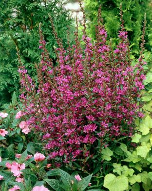 Pohjanrantakukka Robert 3 kpl