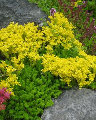 Keltamaksaruoho 3 kpl