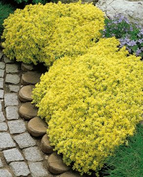 Keltamaksaruoho 3 kpl