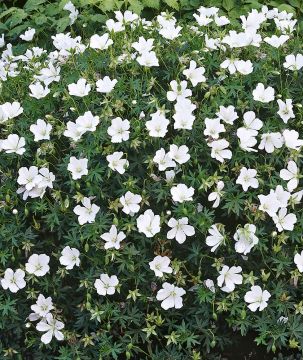 Verikurjenpolvi valkoinen 3 kpl