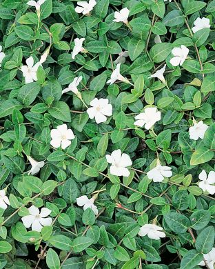 Pikkutalvio valkoinen 6 kpl