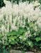 Rönsytiarella 3 kpl