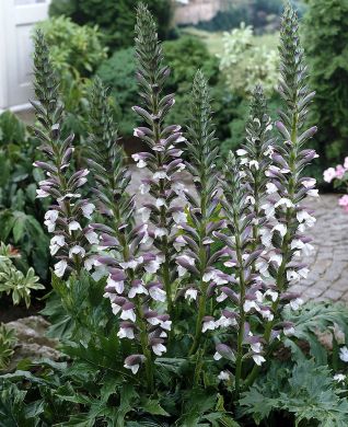 Kreikanakantti 3 kpl