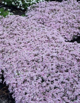 Sammalleimu mix 9 kpl